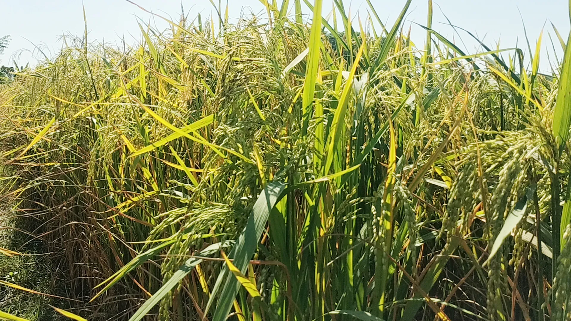 লালমোহনে আমন ধানের বাম্পার ফলন